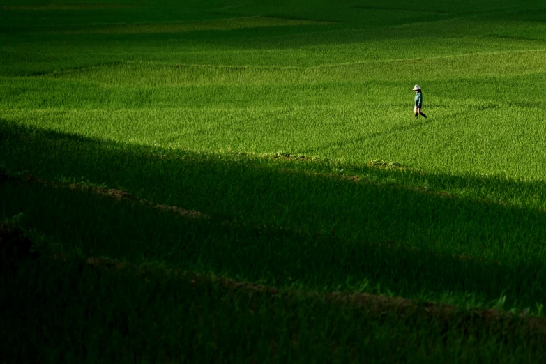 a person walking on a field with long green grass