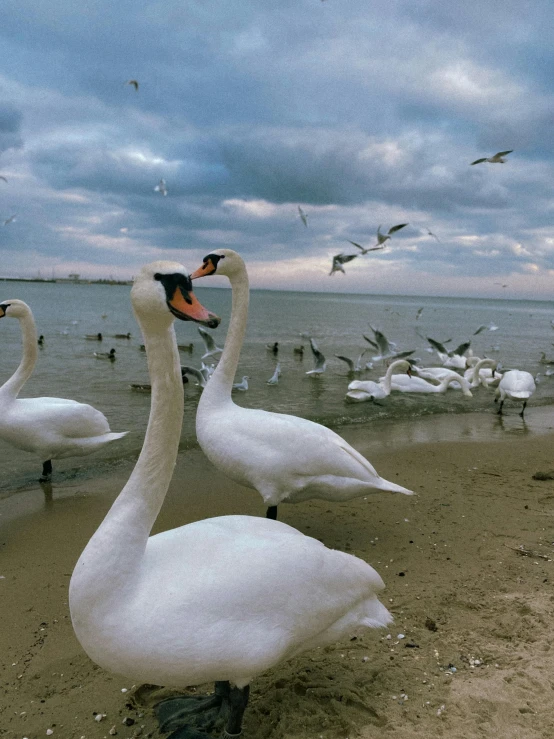 two swans on a sandy beach while birds fly overhead