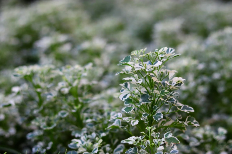 a small bush with leaves on it near grass