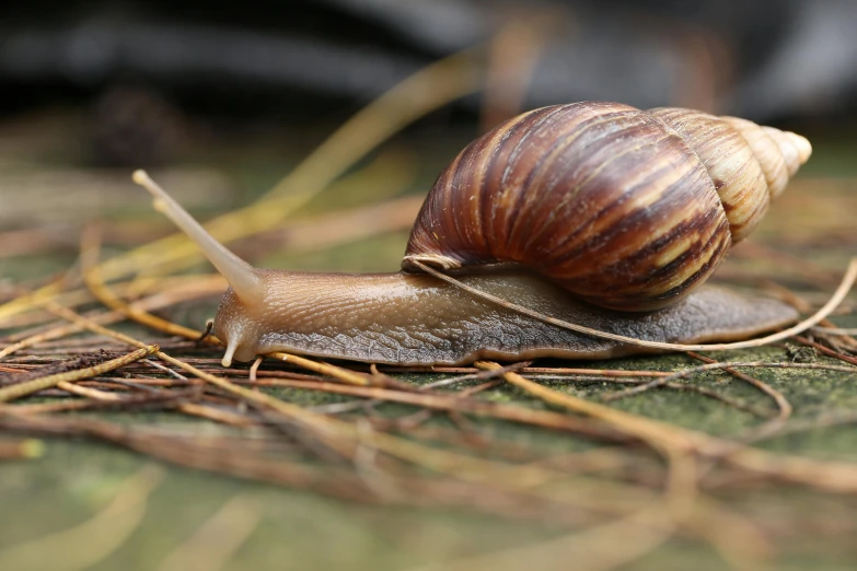 two snails are seen on the ground in this close up s