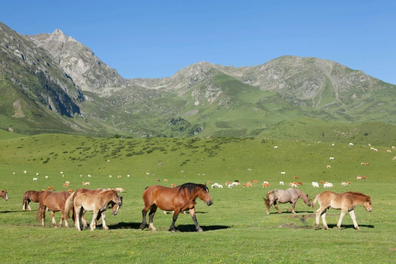 a herd of horses in a field of green