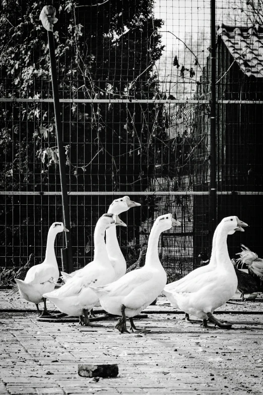 three geese walk along a path behind a metal cage