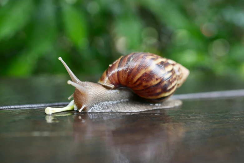 the snail is moving slowly across the table