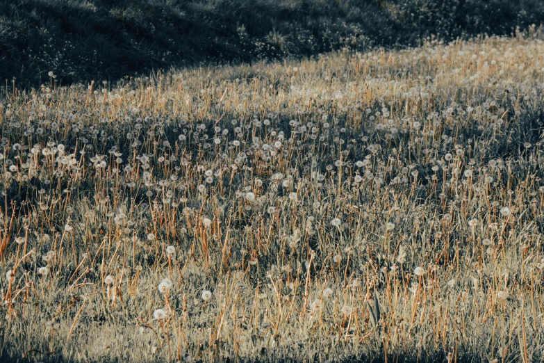 there is a grassy area with weeds growing on it