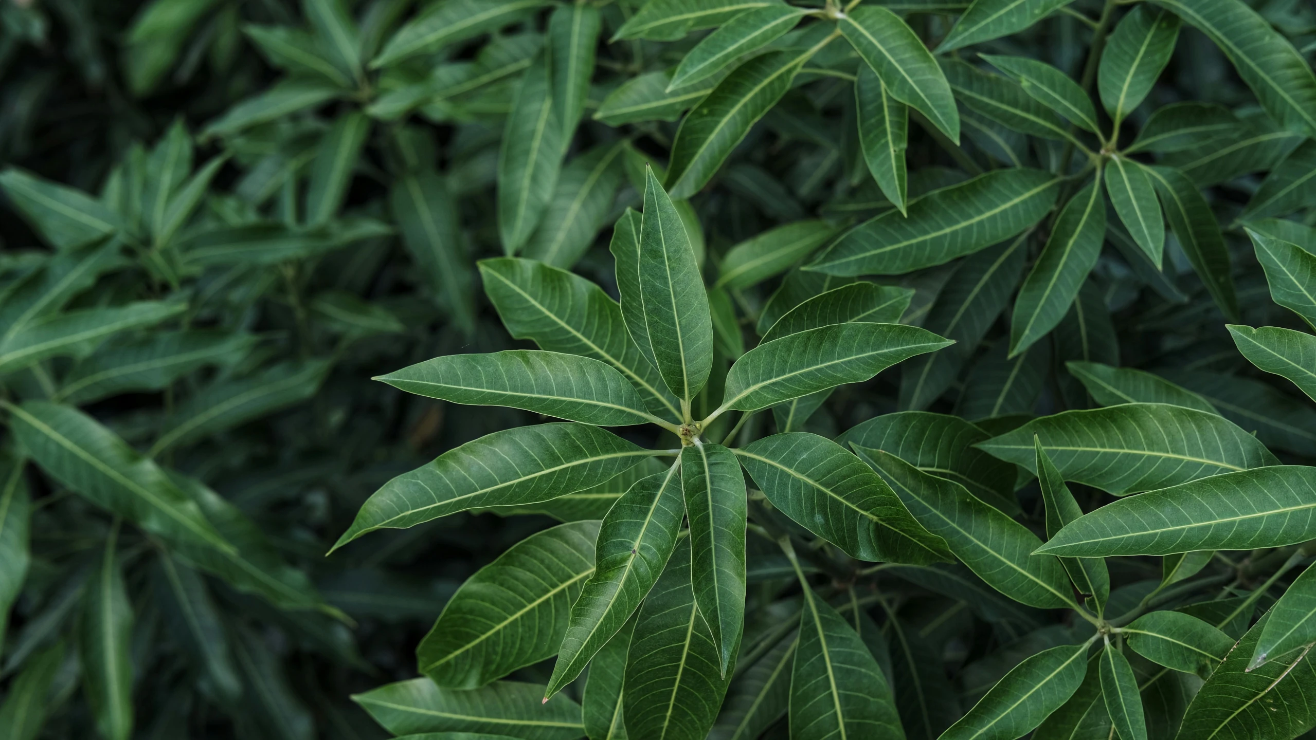 a large group of green leaves that are green