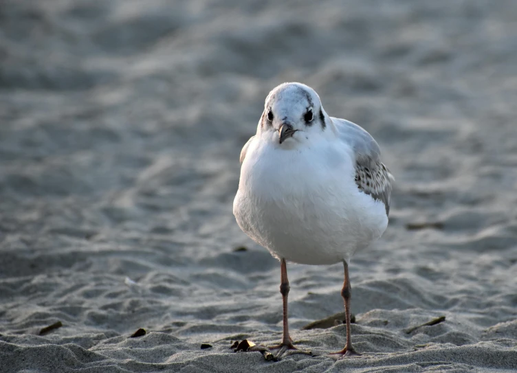 a close - up po of a bird walking in the sand