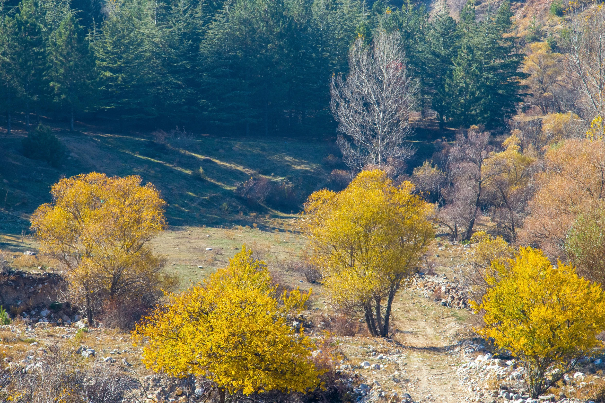 trees with yellow leaves in an autumn forest