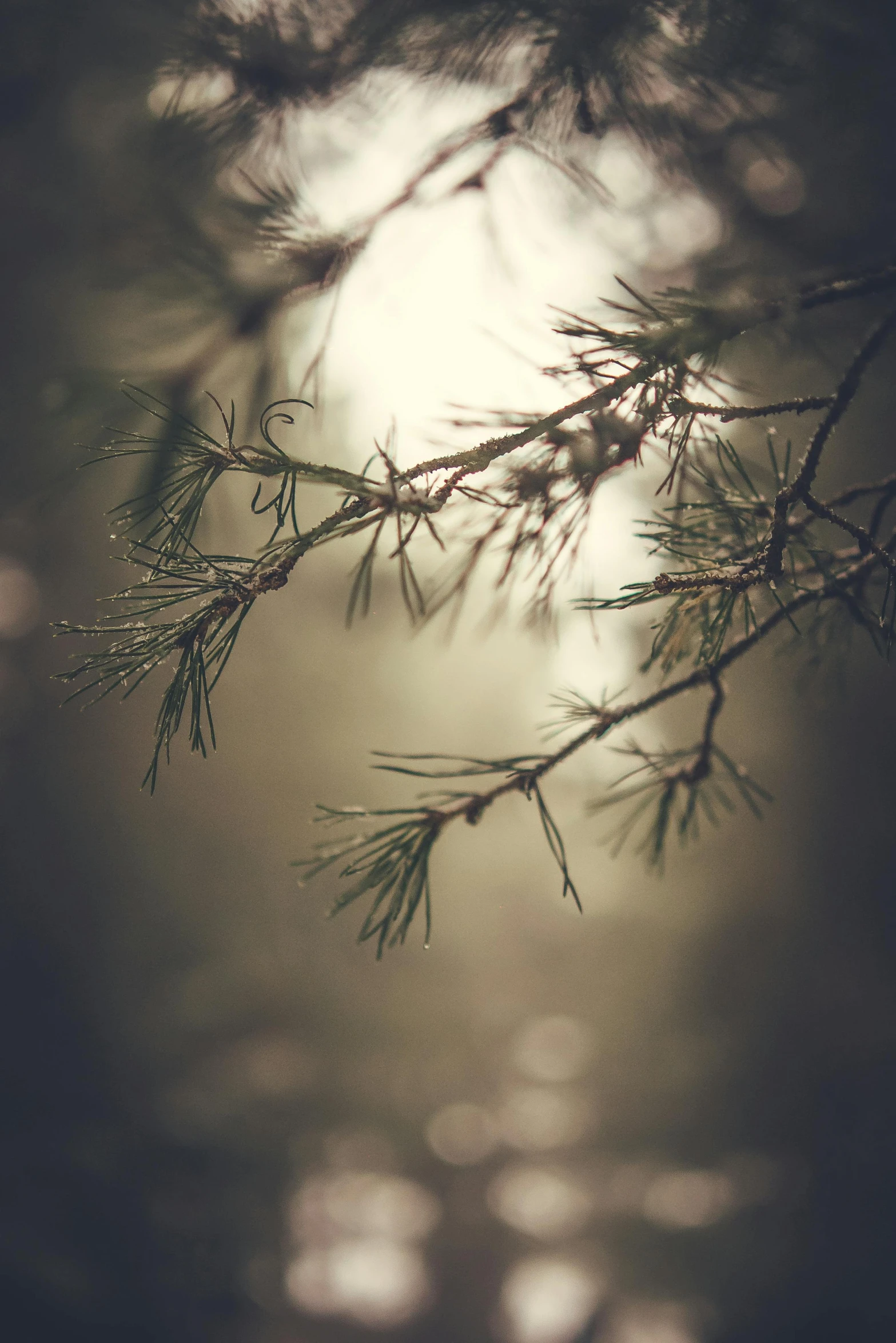 a nch of a pine tree with sun rays on the background