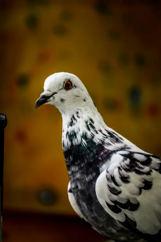 the white and black bird has dark colors