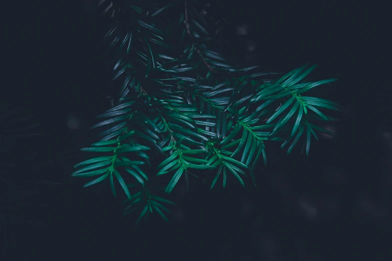 dark green foliage is in the dark and blurred