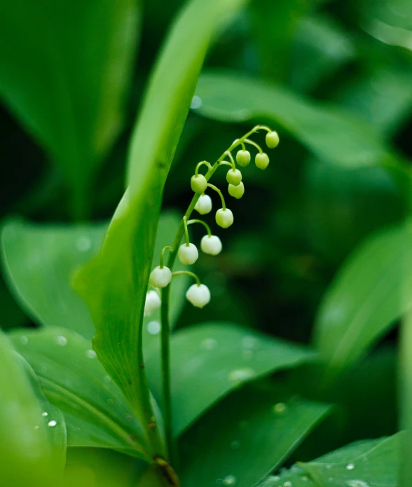 a small white flower on a leaf that has buds attached to it