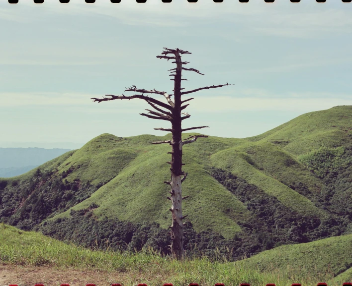 a lone tree stands in the middle of a grass hill