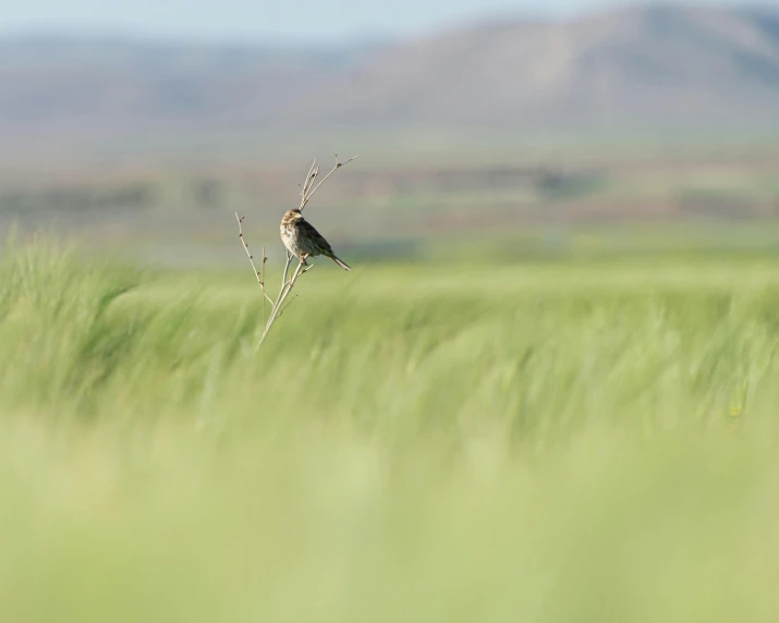 small bird standing on twig in grassy field
