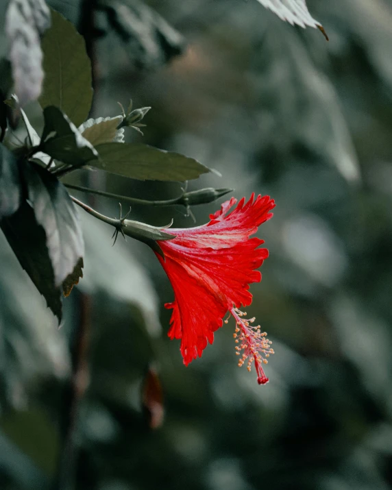 a red flower is blooming on a tree