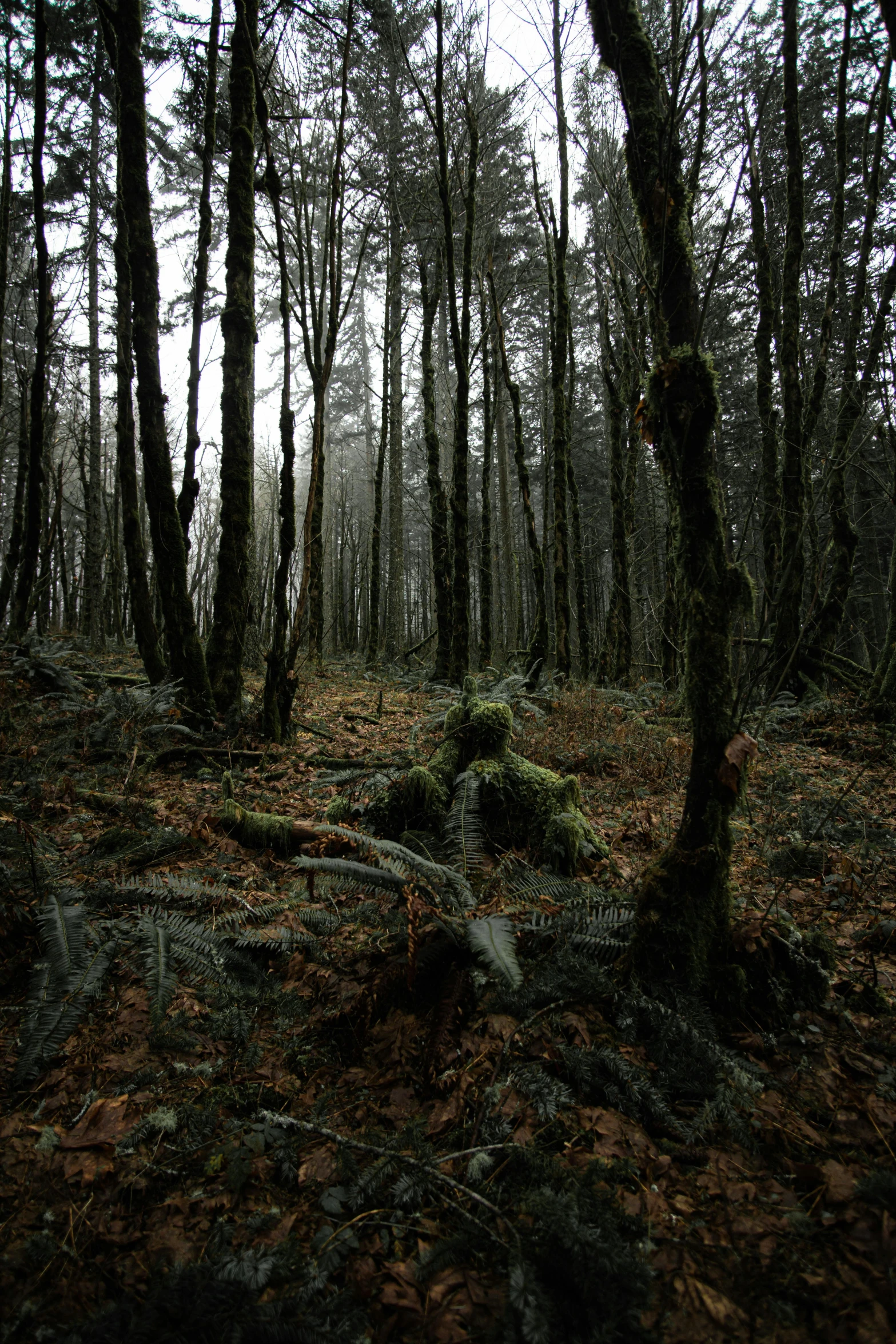 a wooded area with several trees and leaves