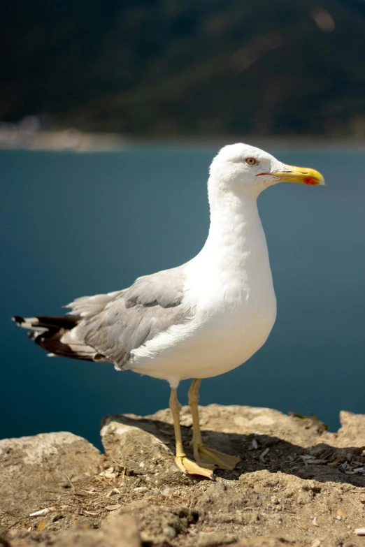 a seagull stands on the ground with water in the background