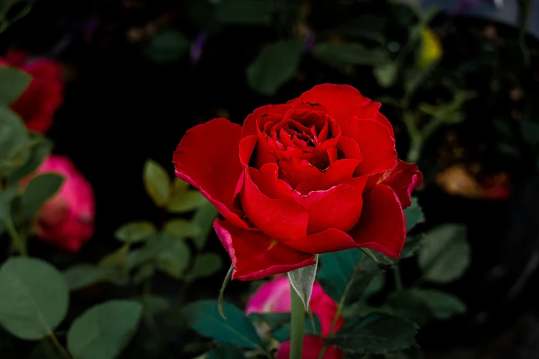 the red flower in the middle of some red flowers