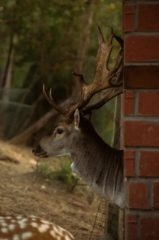 a deer with large antlers and large horns standing next to a wall