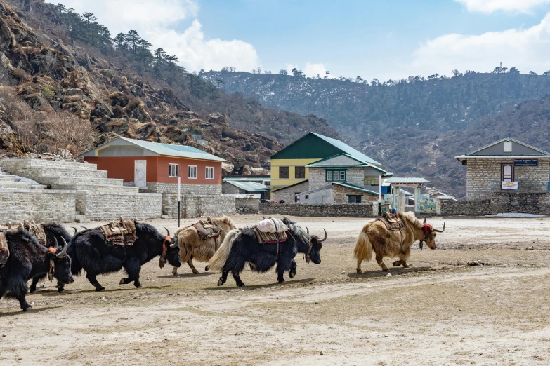 cows walking in dirt area with mountains and houses behind