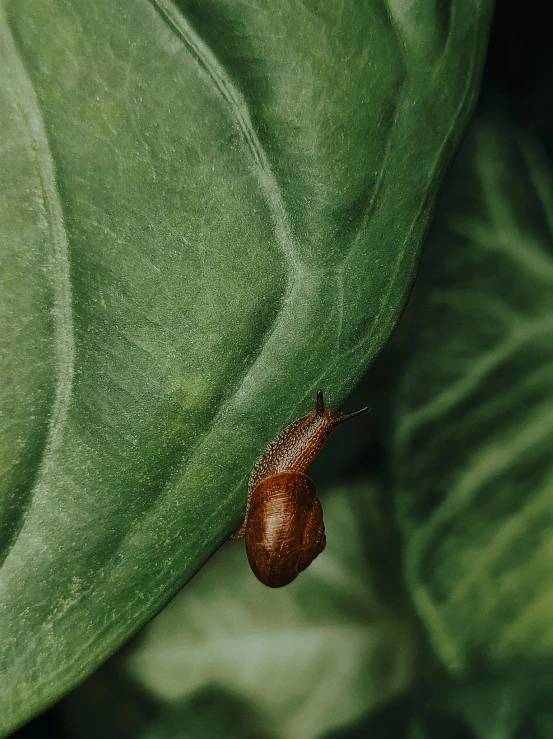 a bug that is laying on some leaves