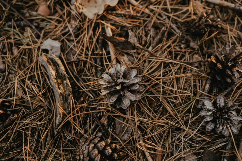 pine cones are sitting in the grass with needles on the ground