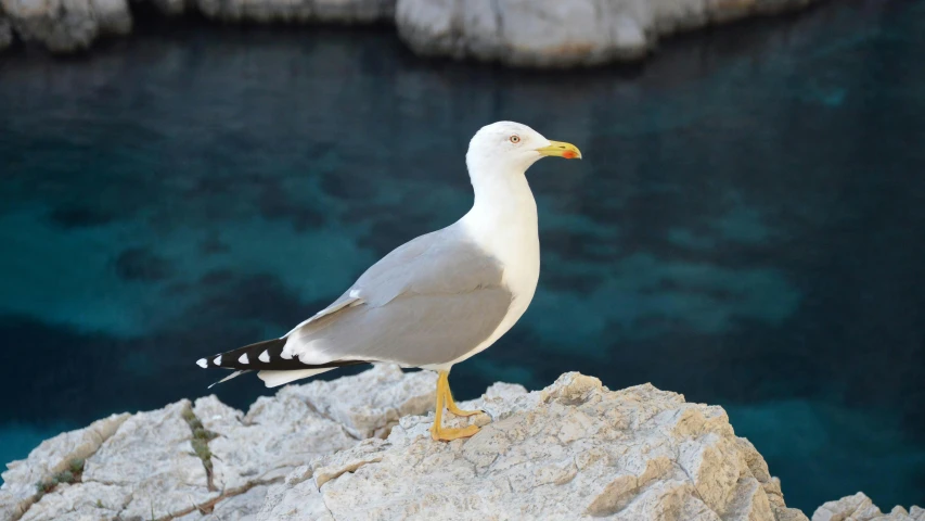 a bird that is sitting on a rock