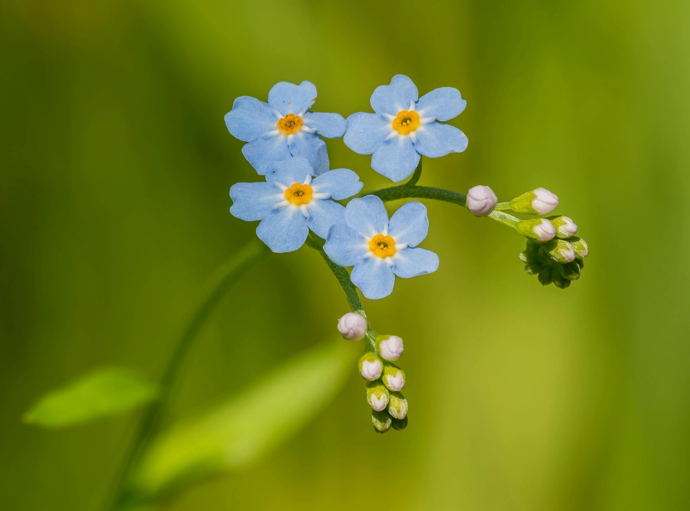 a group of small flowers with yellow centers on their heads