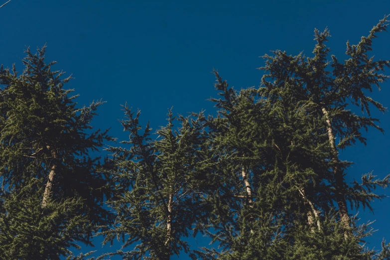 there is a plane flying over trees with the sky in the background