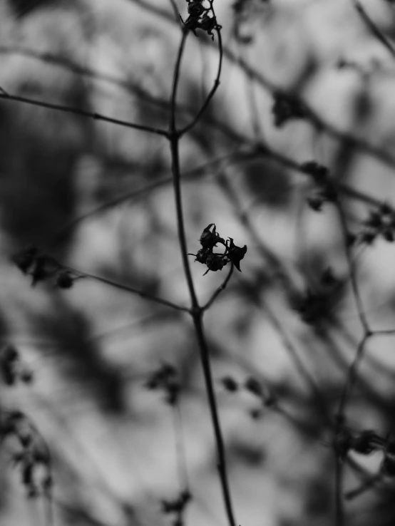 a close up s of a plant with lots of leaves