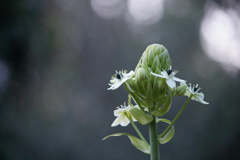 a close up of a stem with leaves and flowers on it