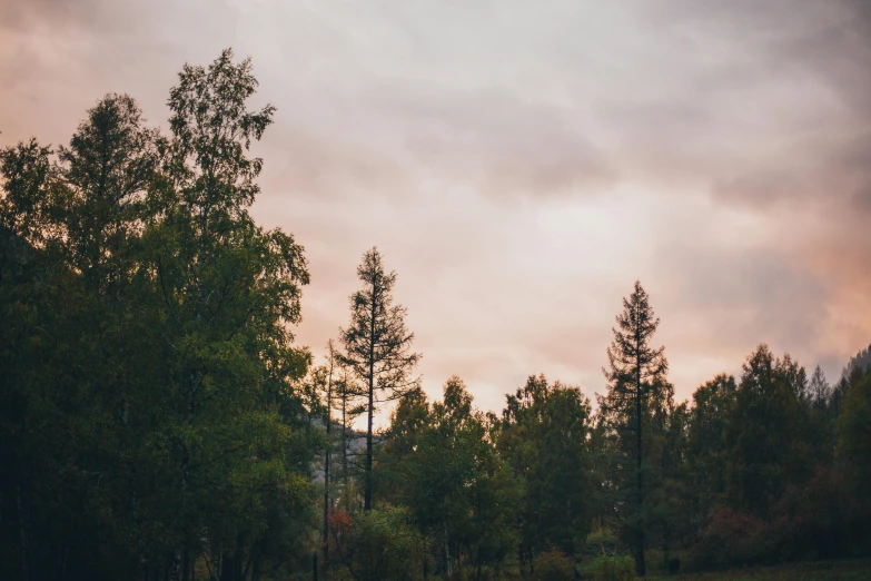 a stop sign in the woods with a cloudy sky