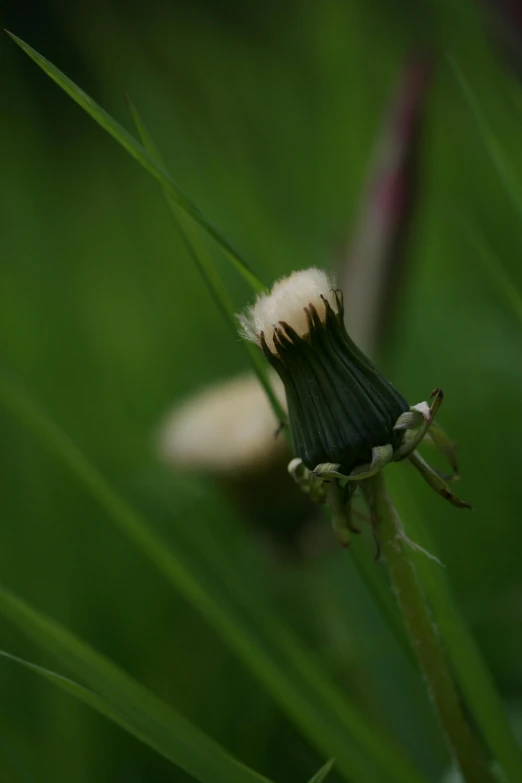 a picture of some long grass with some brown tips