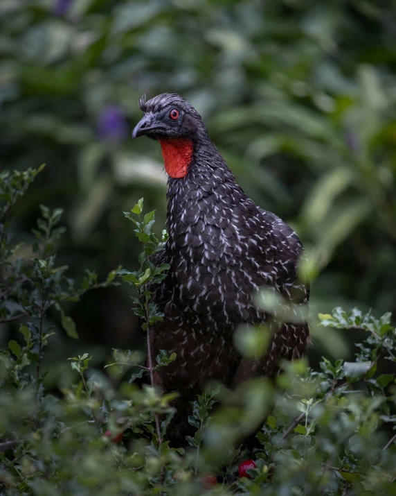 a large chicken with a red head is standing among the greenery