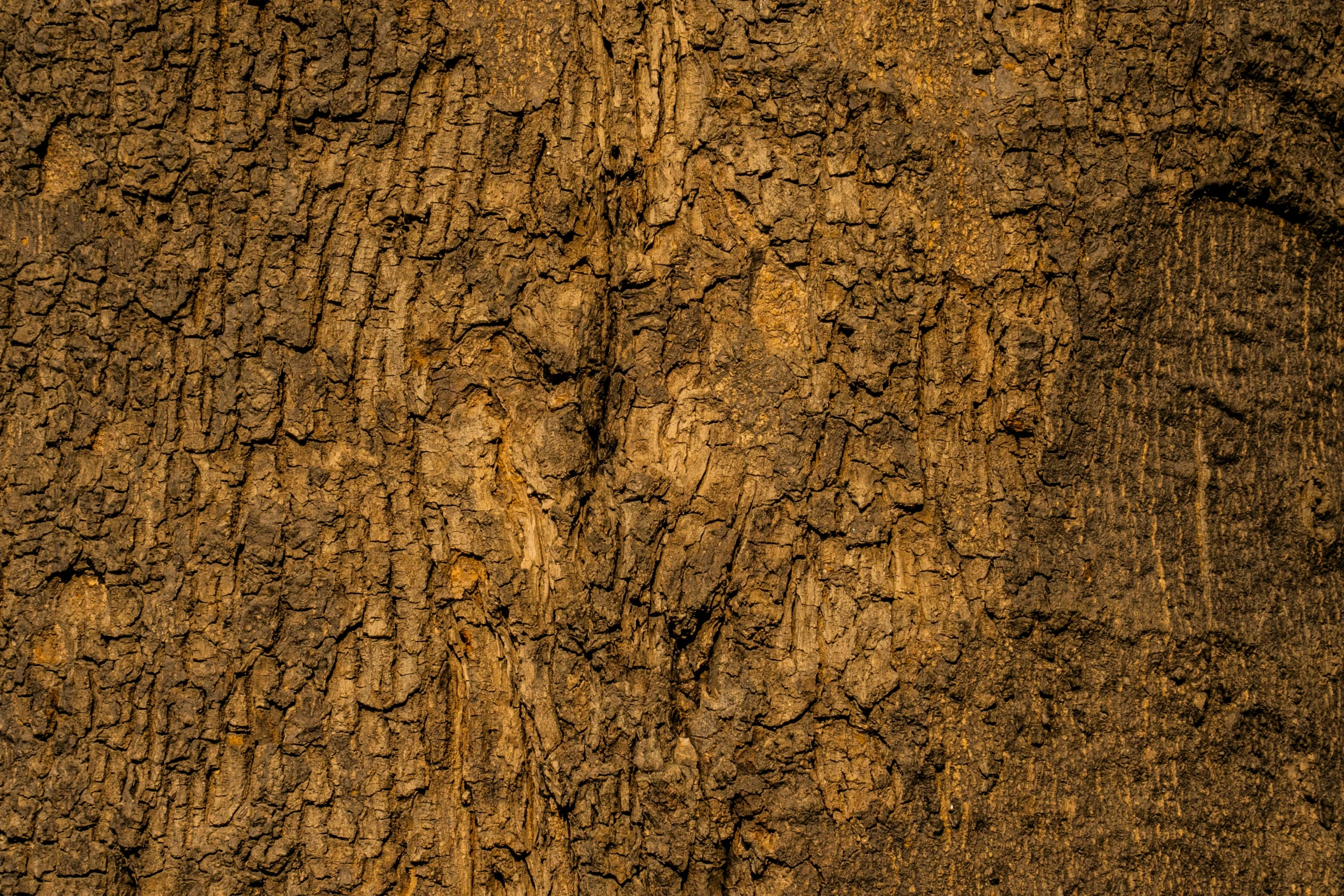 a tree trunk with brown bark textured and rough surface