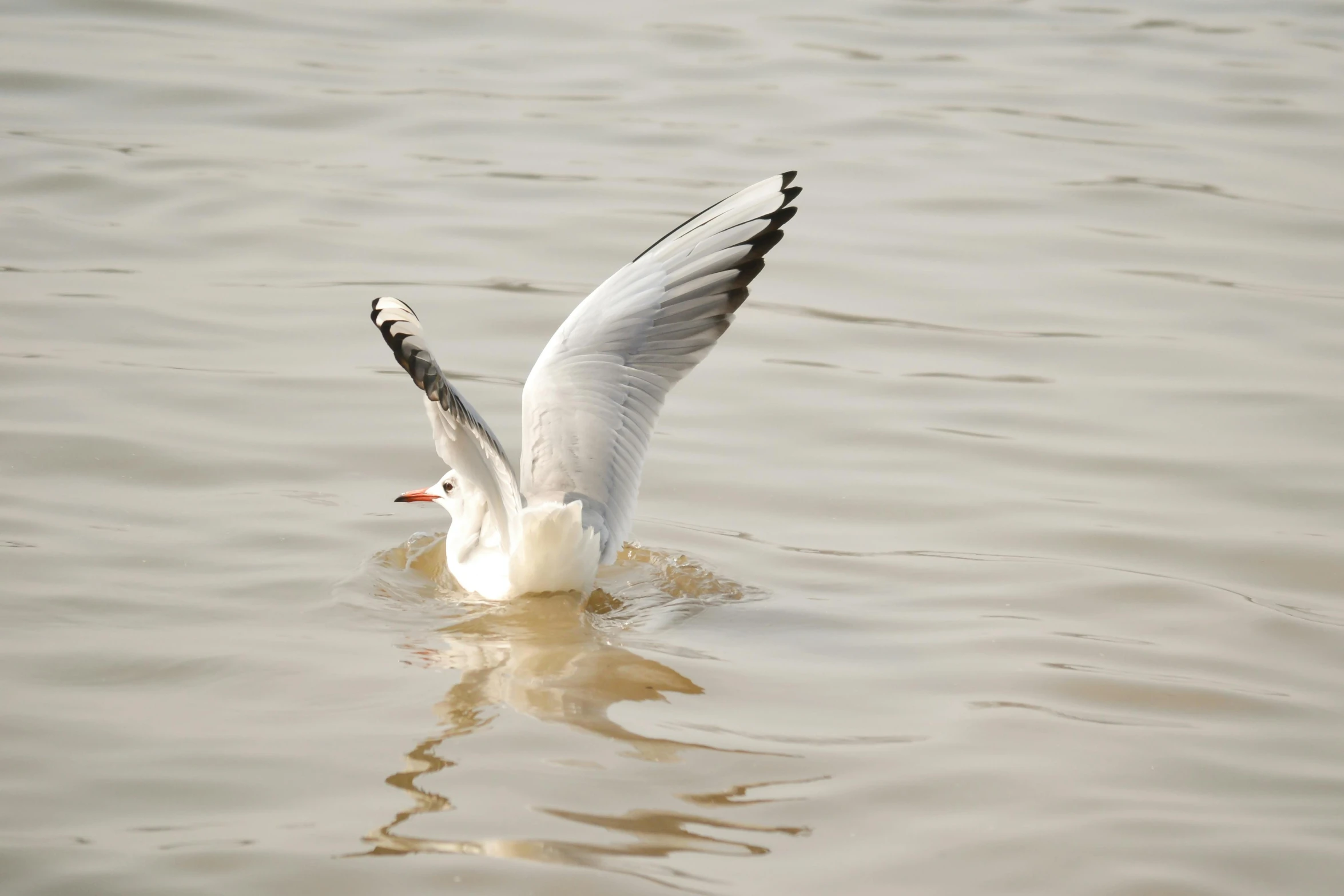 a seagull takes flight while its wings soar