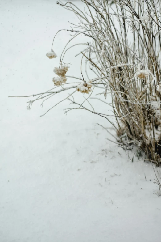 flowers are shown surrounded by snow on the ground