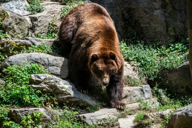 a large brown bear walking across a rocky field