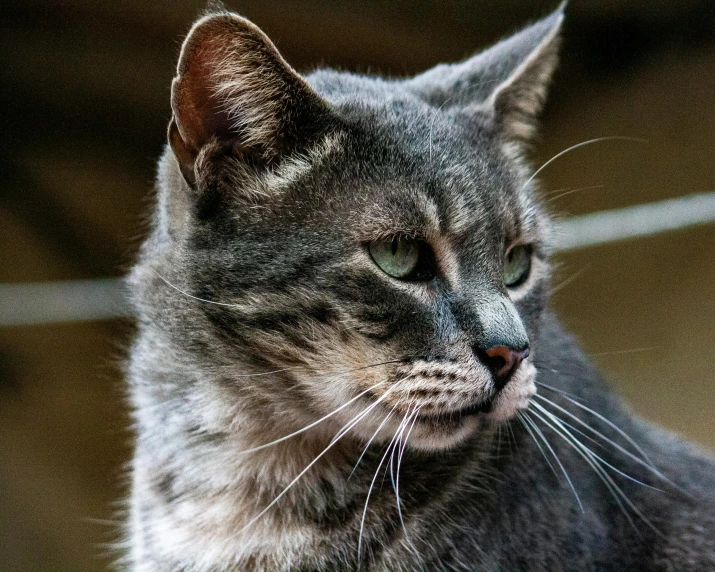 a close up of a cat with a blurry background