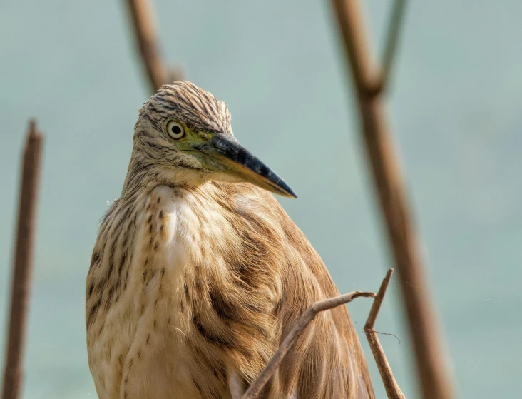 a bird perched in a tree limb on the shore