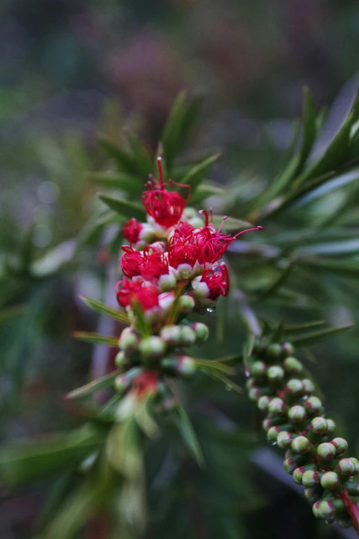 berries on a nch with green leaves