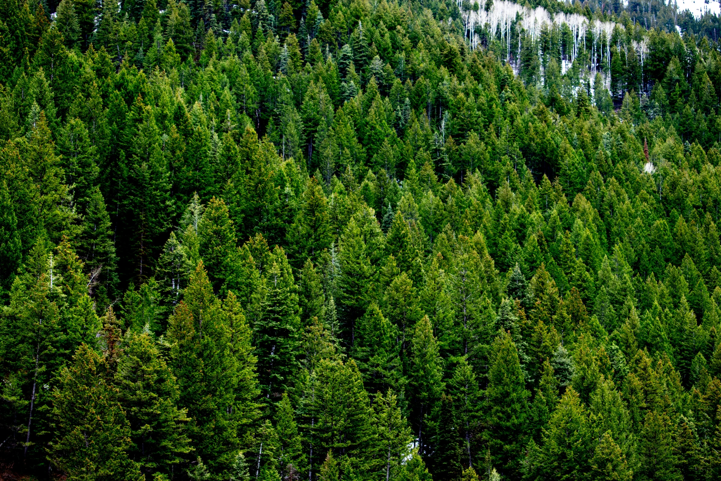 a forest covered with trees and snow