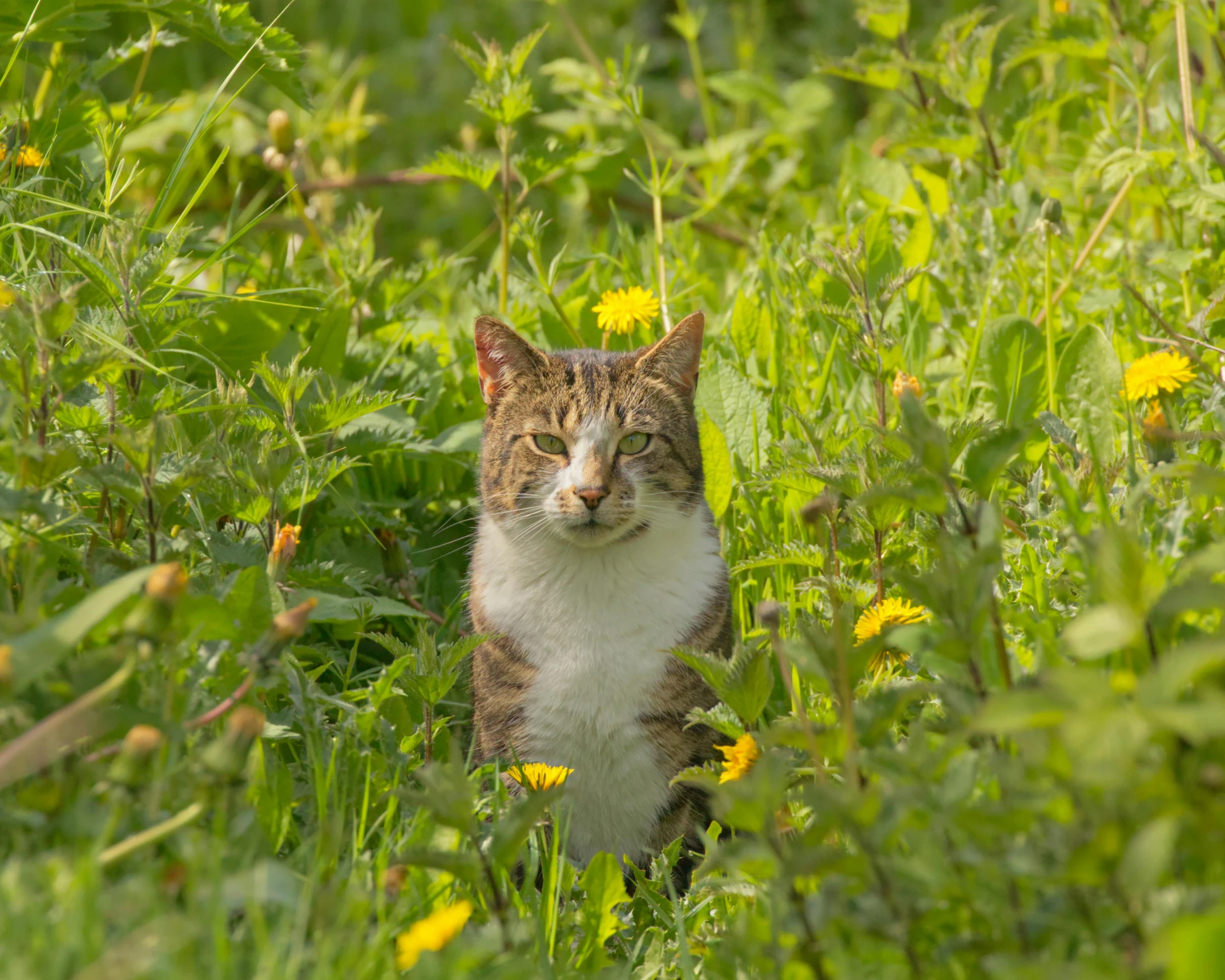 a cat is standing in the middle of a field