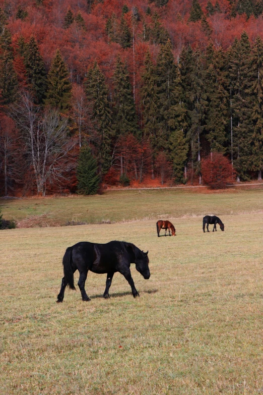 the three horses are grazing in the field near some trees