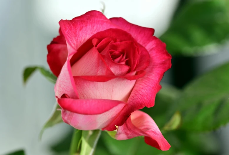 a pink rose with long stem, open and ready to wilt