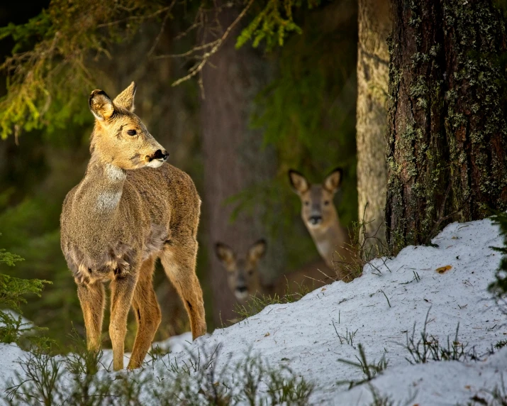 two small deer standing next to each other on top of a snow covered hillside