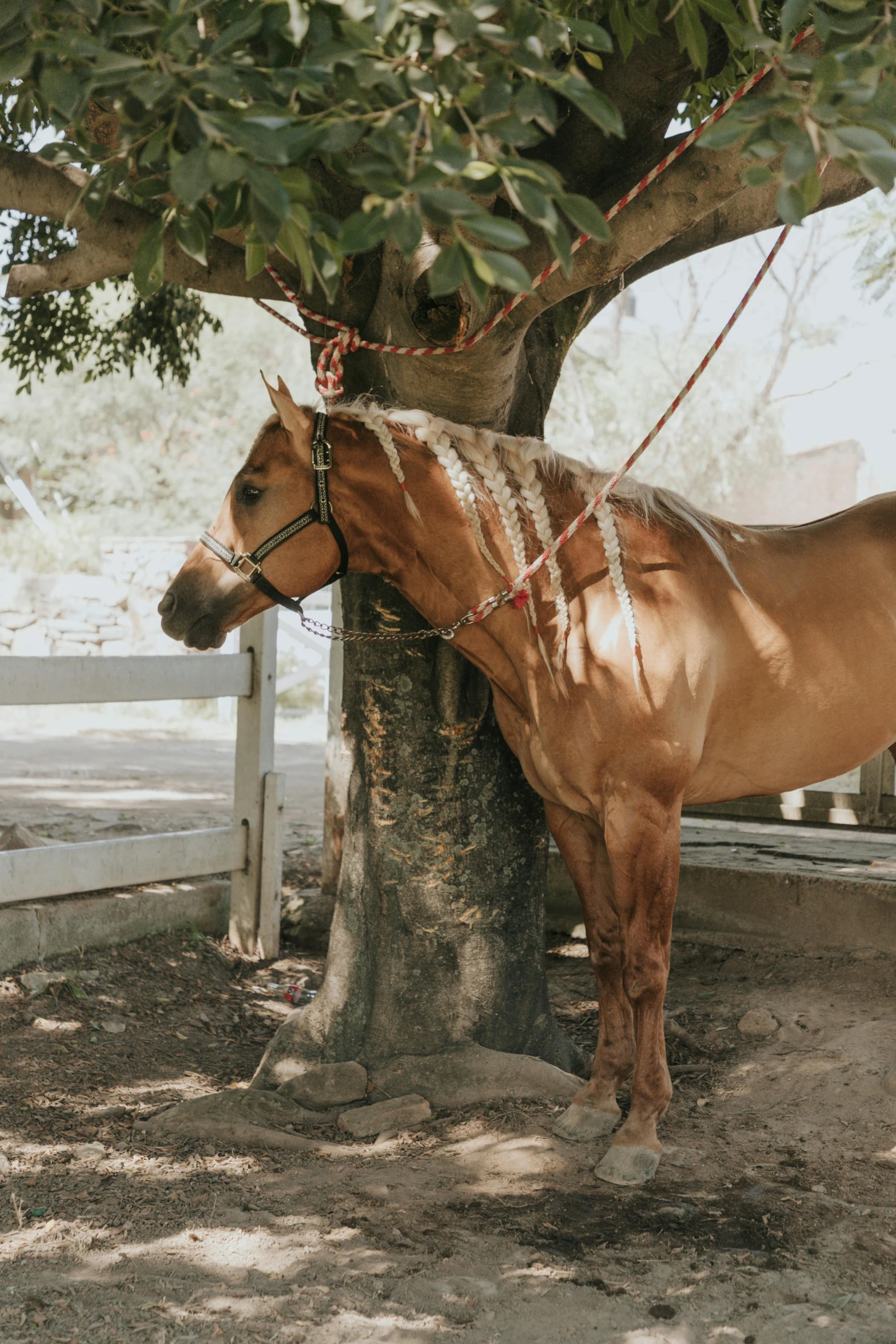 a horse is tied up to a tree and wearing a harness