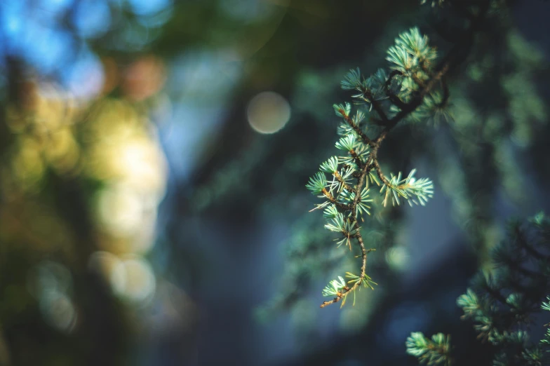 the nch of a pine tree has tiny needles