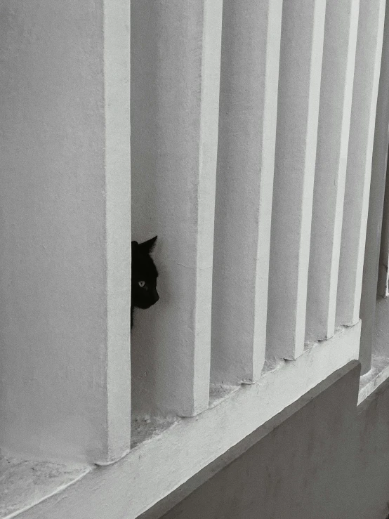 a black cat peeking out from behind the blinds