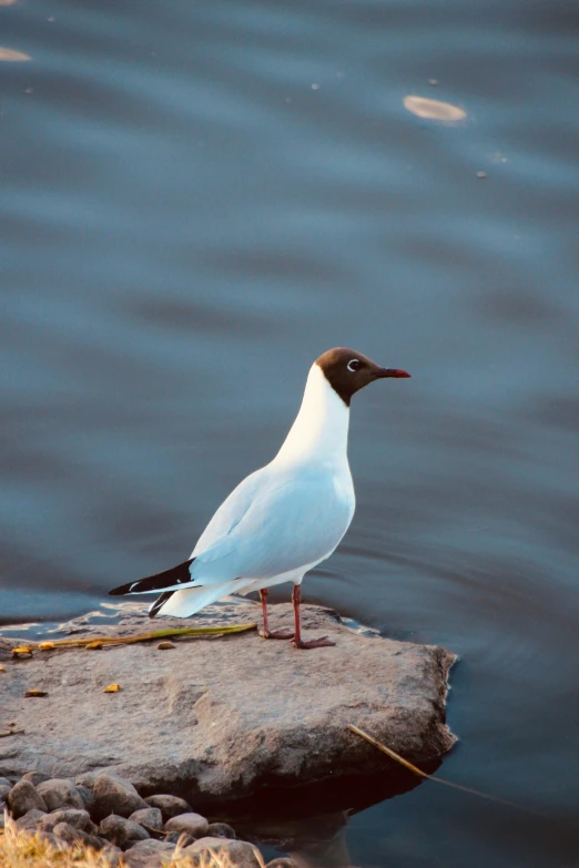 a bird is standing on the rocks in a lake