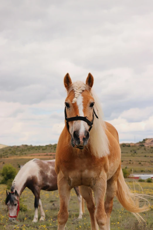 a horse that has his head turned down and his face up while standing next to it